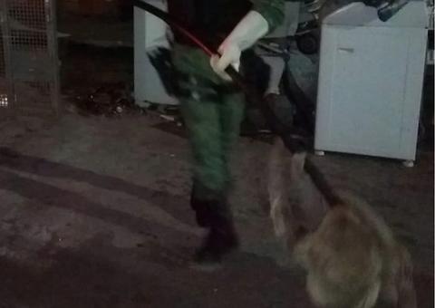 Moradores encontram bicho-preguiça passeando por rua de Manaus