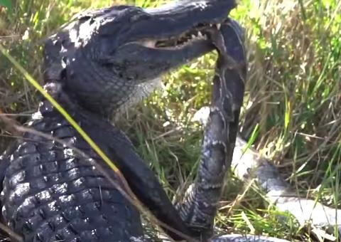 Jacaré gigante enfrenta píton em luta mortal
