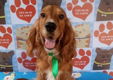 Espaço de atenção animal realiza feira de adoção de cachorros neste sábado
