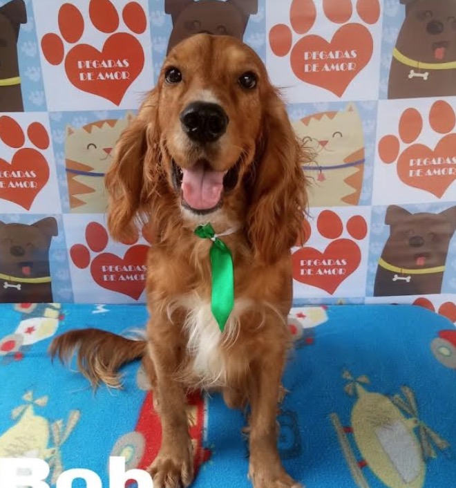Espaço de atenção animal realiza feira de adoção de cachorros neste sábado