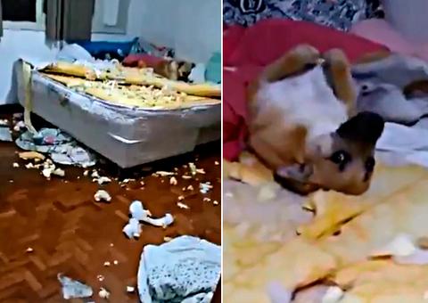  Dona de vira-lata que viralizou na web ganha colchão novo 