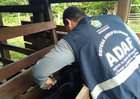Adaf imuniza mais de 1,1 milhão de bovinos e bubalinos contra febre aftosa no Amazonas 