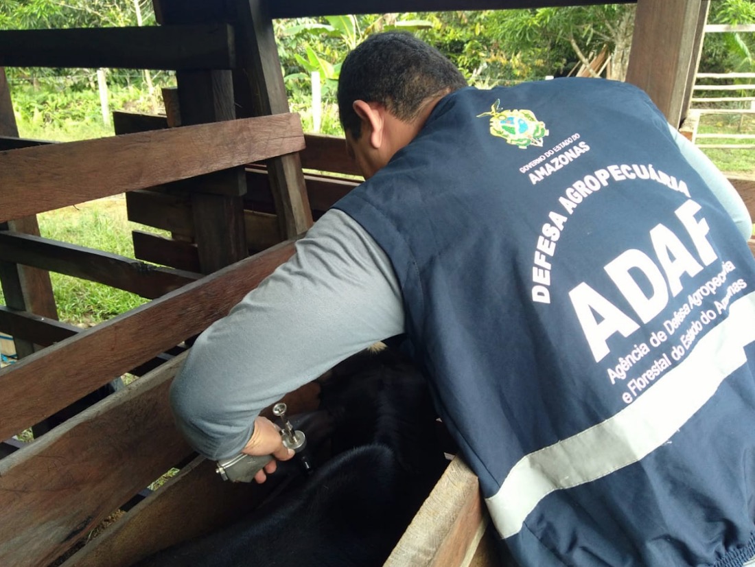 Adaf imuniza mais de 1,1 milhão de bovinos e bubalinos contra febre aftosa no Amazonas 
