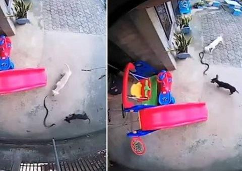 Vídeo: Cães atacam cobra para proteger menina de 1 ano