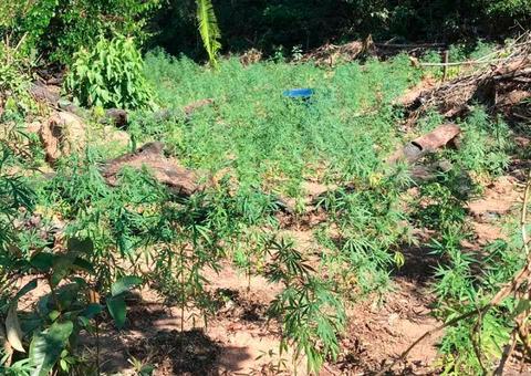 Homem é preso após polícia encontrar plantação de maconha no Amazonas