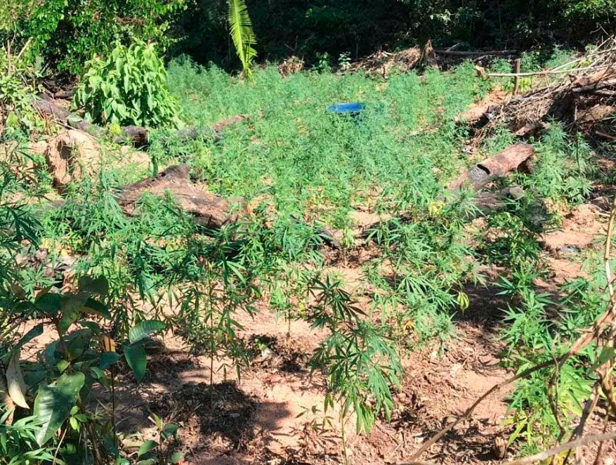 Homem é preso após polícia encontrar plantação de maconha no Amazonas