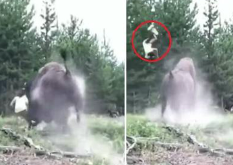 Bisão enfurecido ataca menina de 9 anos em parque e a joga para o alto