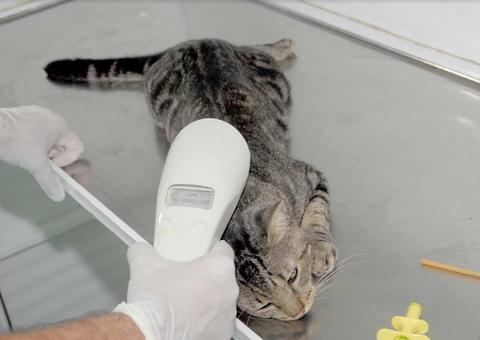 Mais de 700 vagas são abertas para castração de cães e gatos em Manaus 