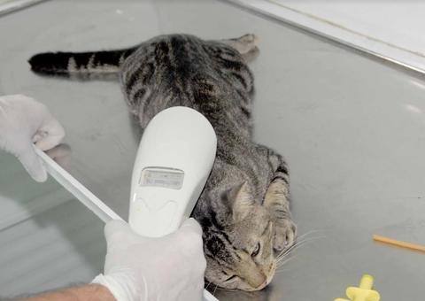 Prefeitura disponibilizará 700 vagas para castração de cães e gatos nesta sexta