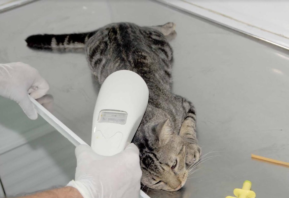 Prefeitura disponibilizará 700 vagas para castração de cães e gatos nesta sexta