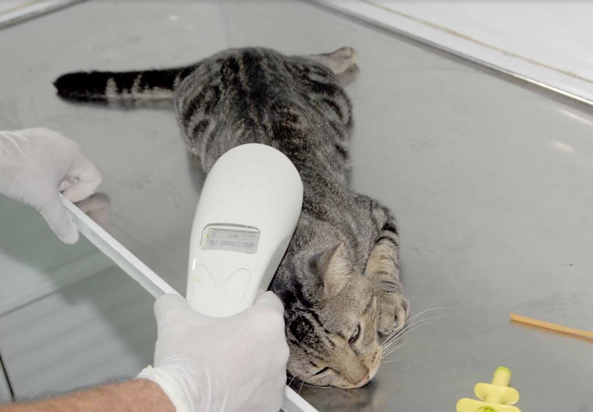 Mais de 700 vagas são abertas para castração de cães e gatos em Manaus 