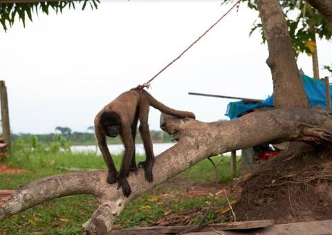 Proteção Animal revela sofrimento dos animais explorados pela indústria do turismo