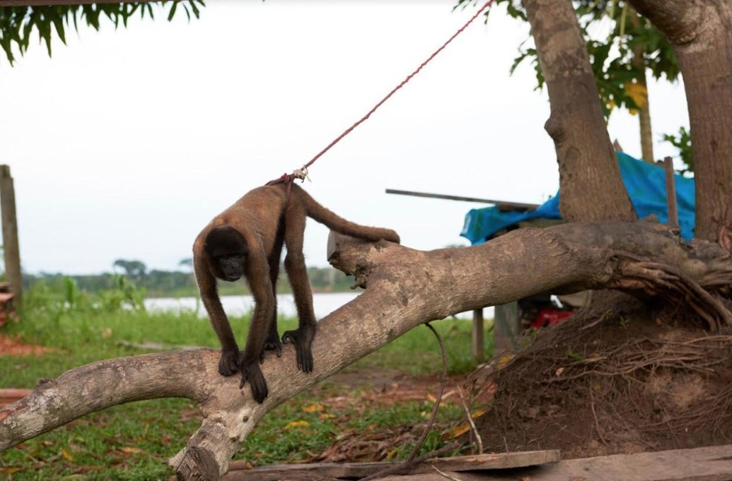 Proteção Animal revela sofrimento dos animais explorados pela indústria do turismo