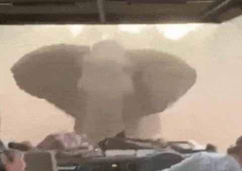 Elefante enfurecido ataca turistas em safári na África 