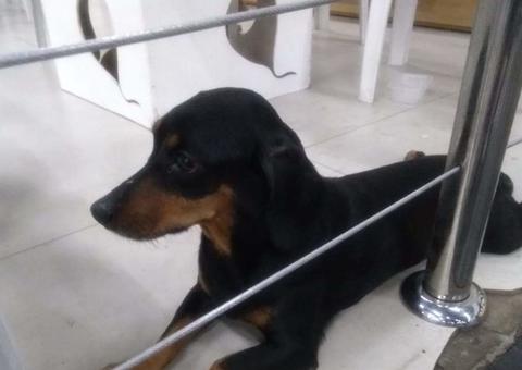  Família procura por cadela desaparecida em Manaus 