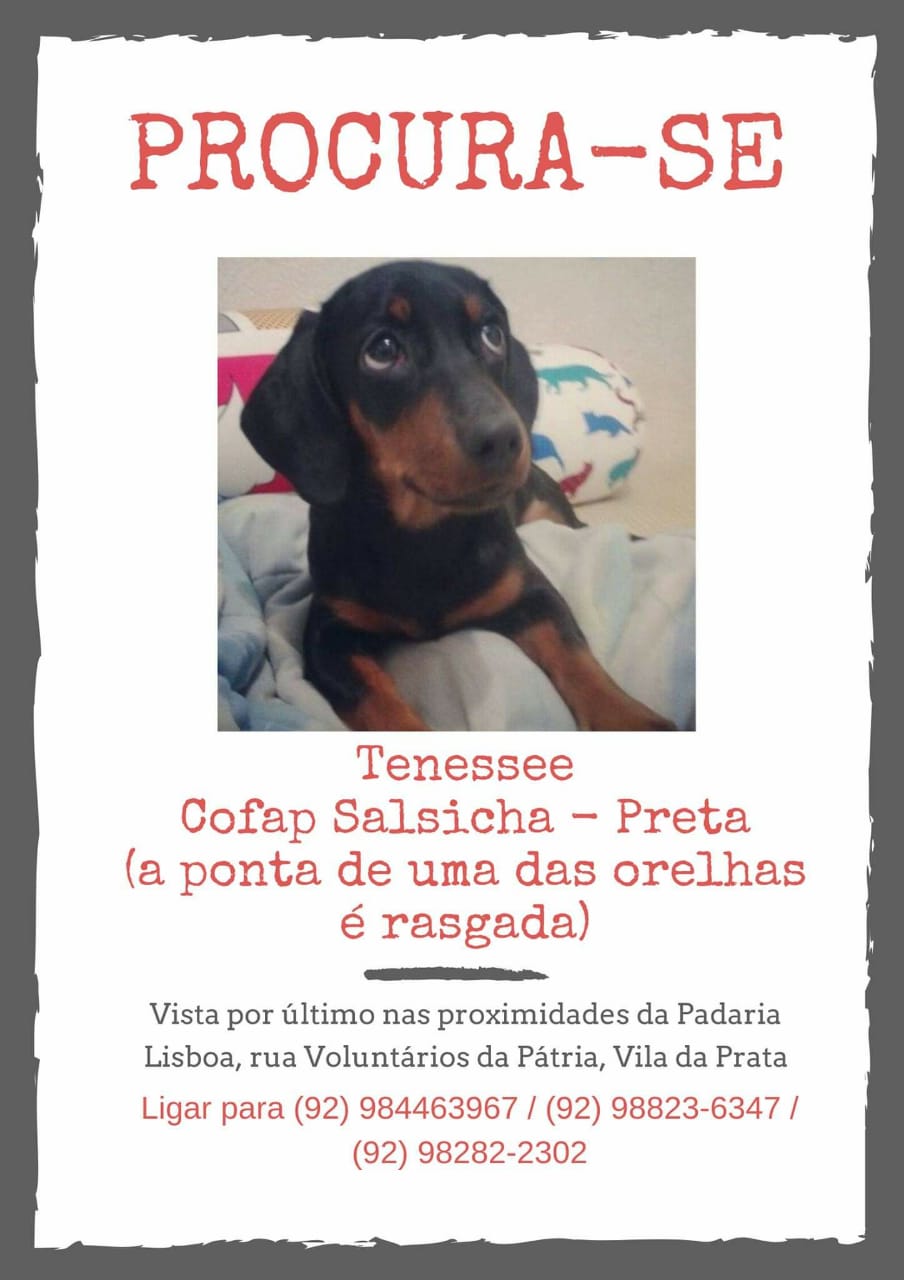  Família procura por cadela desaparecida em Manaus 