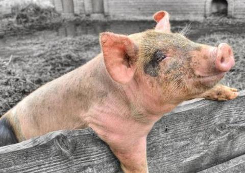 Pecuaristas usam fezes de porco para gerar energia elétrica e abastecer prefeitura