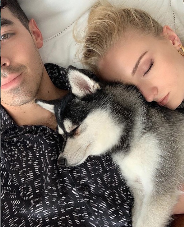 Cãozinho de Sophie Turner e Joe Jonas morre após ser atropelado