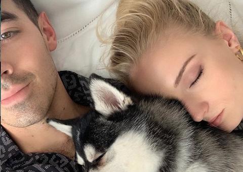 Cãozinho de Sophie Turner e Joe Jonas morre após ser atropelado