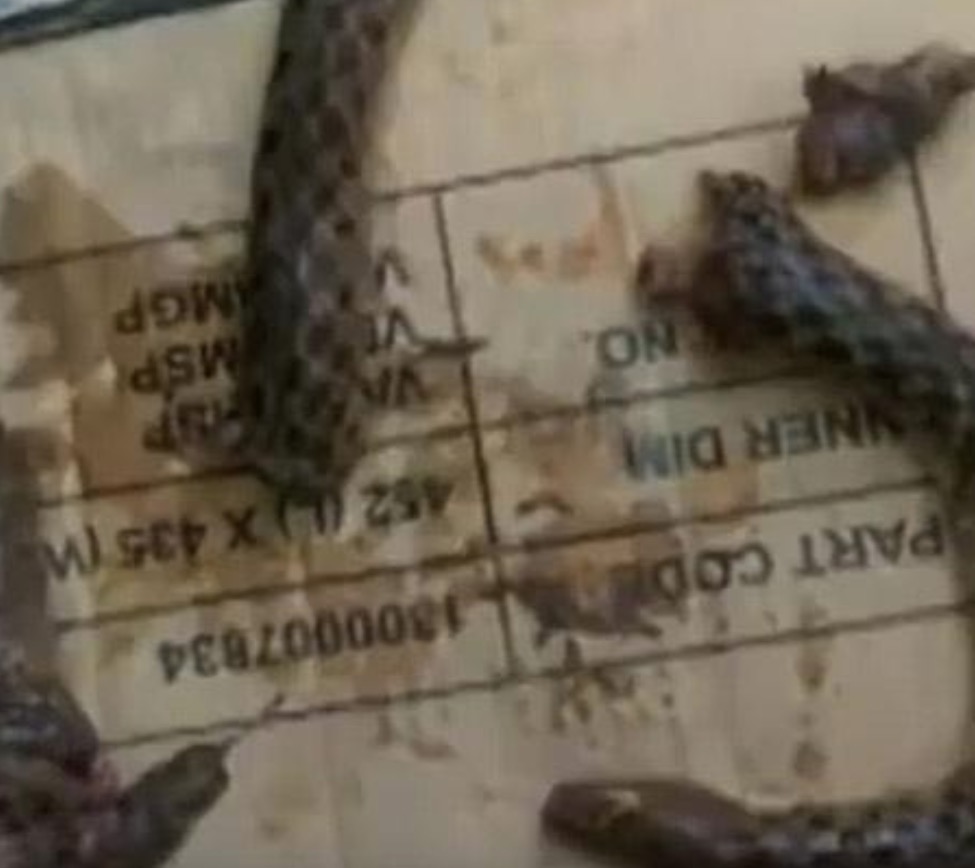 Indiano mata a dentadas cobra que o mordeu e vai parar no hospital 