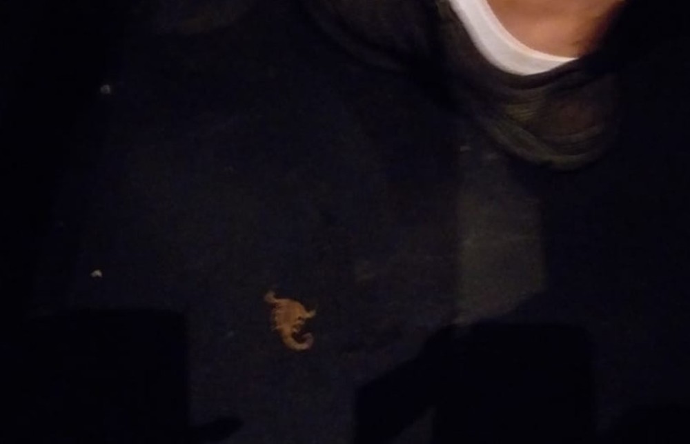 Homem é picado por escorpião em sessão de 'O Rei Leão'