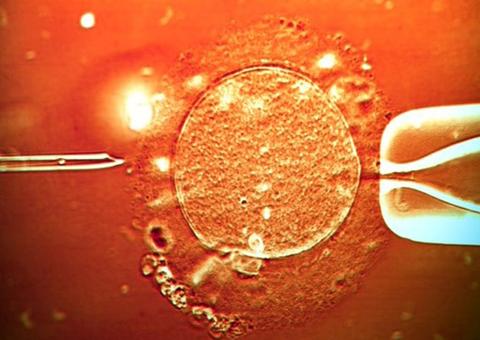 Embrião híbrido de humanos e animais poderá nascer no Japão
