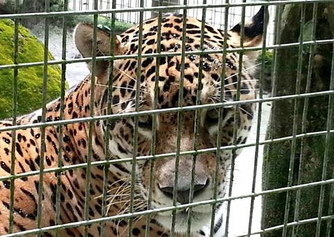 Aleam busca parcerias para manter animas de zoológico do Tropical Hotel 