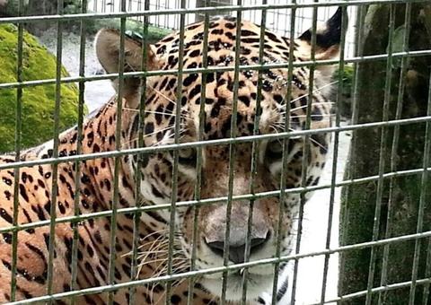 Tropical Hotel anuncia visitação em zoológico para ajudar a alimentar animais em Manaus