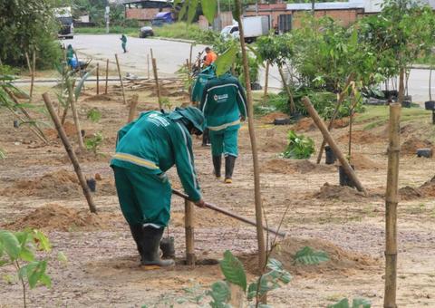 Manaus possui 33 mil novas árvores em crescimento reduzindo déficit de arborização 