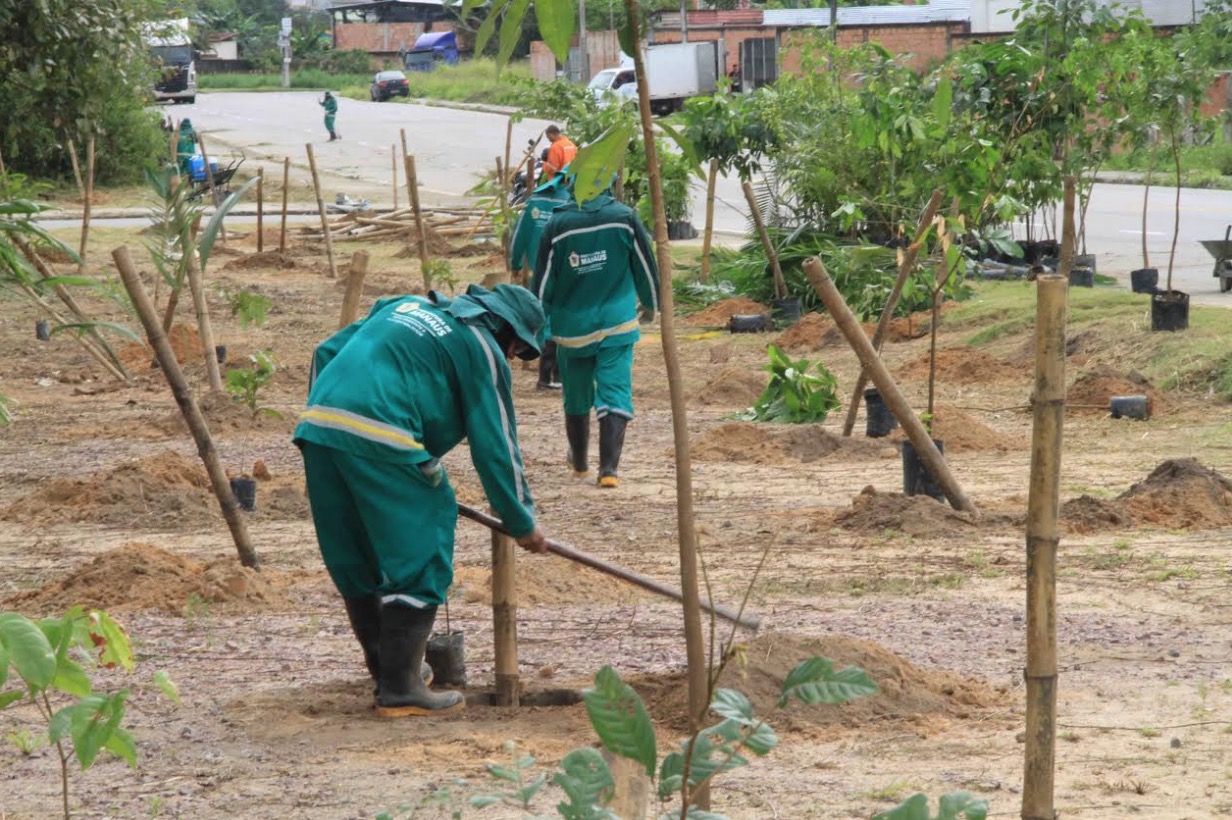 Manaus possui 33 mil novas árvores em crescimento reduzindo déficit de arborização 