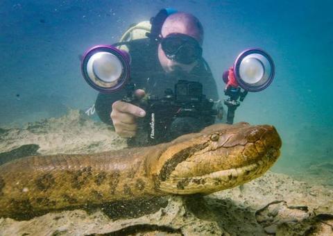 Sucuri de 7 metros é fotografada em rio e lambe câmera de empresário