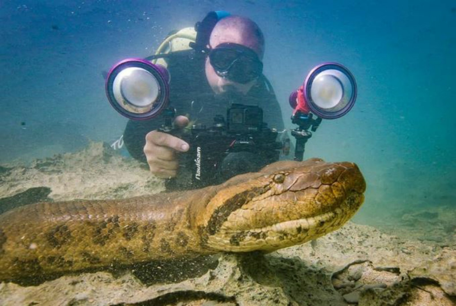 Sucuri de 7 metros é fotografada em rio e lambe câmera de empresário