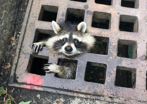 Guaxinim fica com a cabeça entalada em tampa de bueiro e é salvo por Bombeiros 