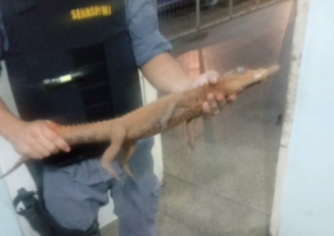 Jacaré é resgatado ao tentar atravessar avenida de Manaus