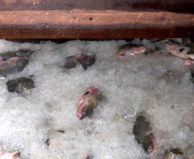 Embarcação é apreendida com 13 toneladas de pescado irregular no Amazonas