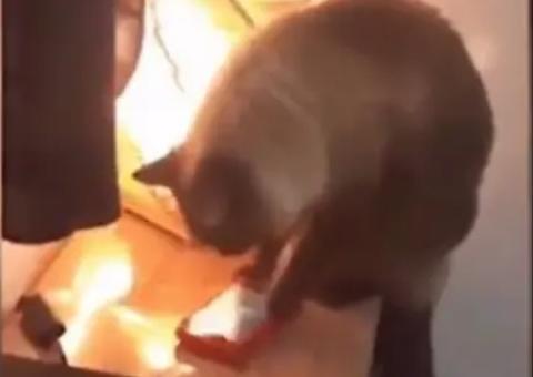 Gato aprende a desligar o despertador das donas e é pego no flagra; assista