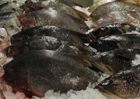 Governo promove evento para divulgar o tambaqui da Amazônia