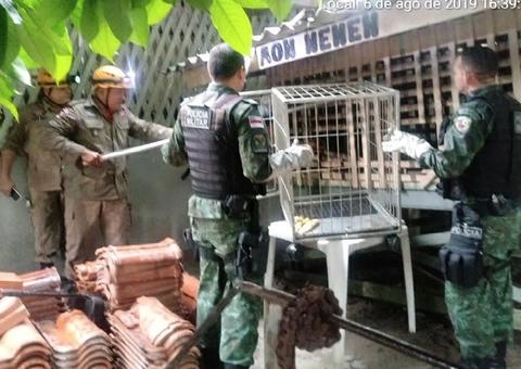 Macaco barrigudo é resgatado de cativeiro em casa no Amazonas 