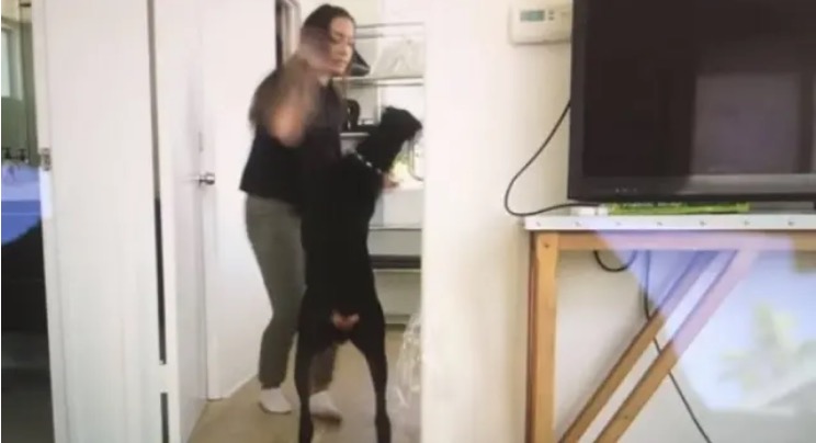 Vídeo mostra youtuber agredindo cachorro em bastidores de gravação 'fofa'