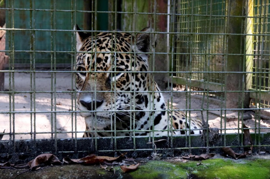 Audiência pública vai discutir destino de animais do Zoológico no Tropical Hotel Manaus