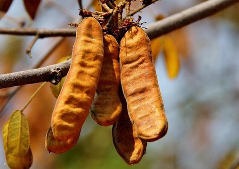 Poderoso antiinflamatório: Conheça as propriedades medicinais do Jucá