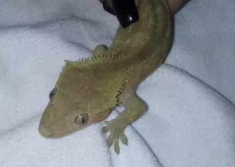 Lagartixa exótica raríssima é encontrada em caixa de encomenda dos Correios