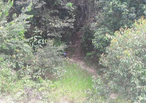 Corpo com olho arrancado é encontrado em matagal de Manaus 