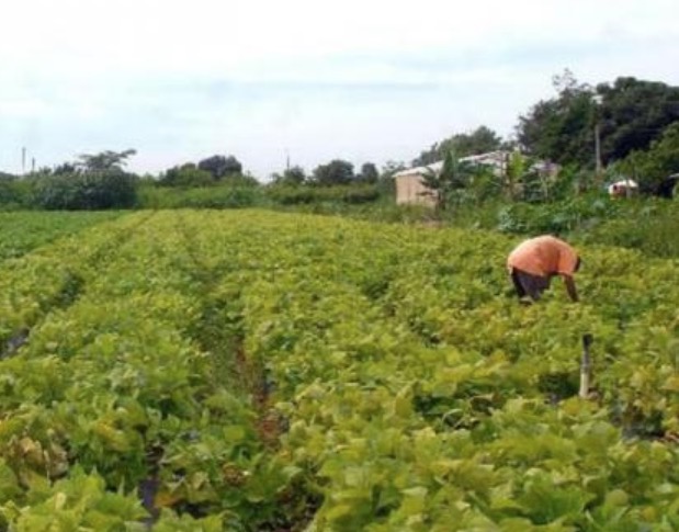 Começa hoje prazo para entrega da declaração de propriedade rural