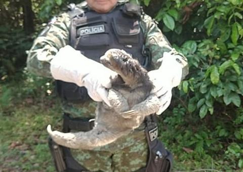 Bicho-preguiça é resgatado tentando atravessar avenida em Manaus 