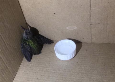 Batalhão ambiental realiza resgate de filhote de beija-flor em Manaus