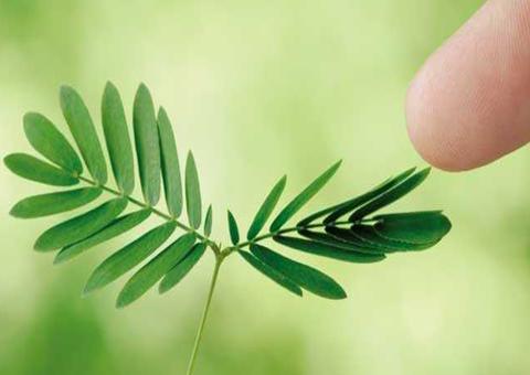 Excelente contra prisão de ventre; conheça os benefícios da Dormideira