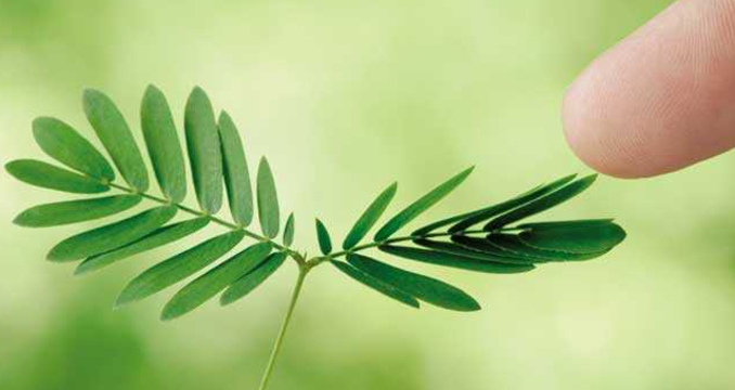 Excelente contra prisão de ventre; conheça os benefícios da Dormideira