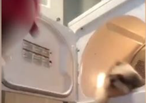 Chocante! Menina joga cachorro em máquina de lavar pra ganhar likes