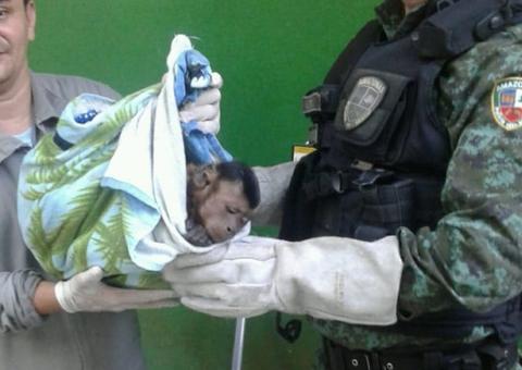 Macaco-prego é resgatado após invadir casa e ser mordido por cães em Manaus 